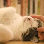 Exotic Shorthair : une race de chat très séduisante