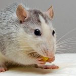 Faut-il adopter un rat domestique ?